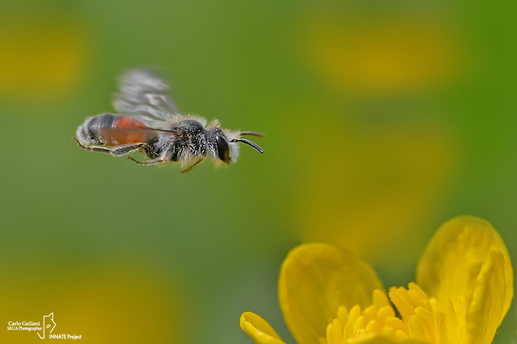 Andrena sp. ??????