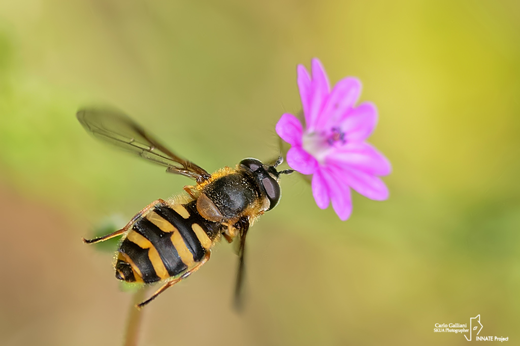 Eupeodes ? No,  Syrphus sp.