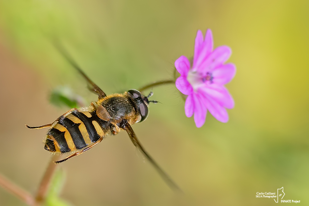 Eupeodes ? No,  Syrphus sp.