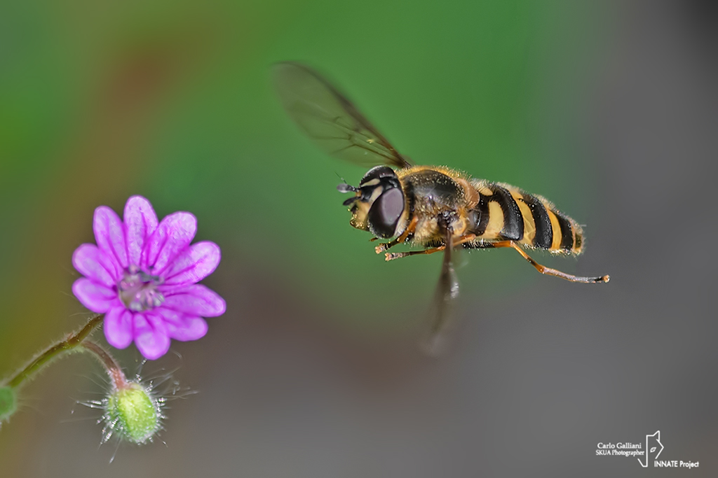 Eupeodes ? No,  Syrphus sp.