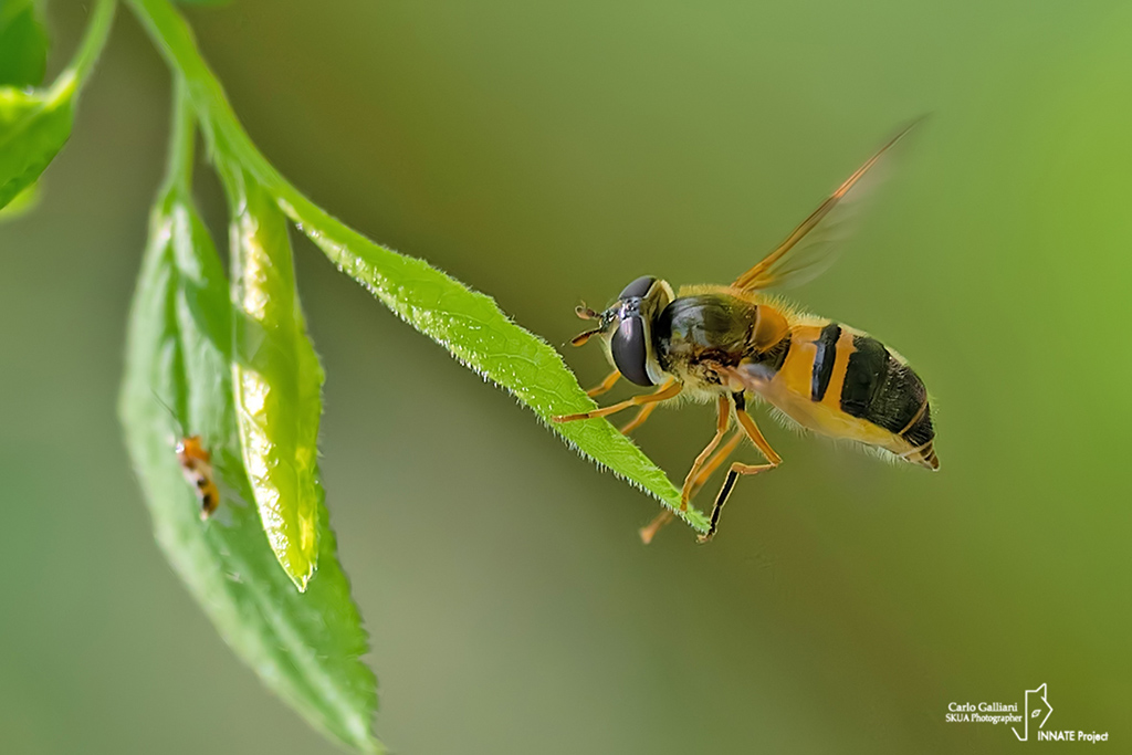 Syrphidae: Epistrophe eligans, femmina