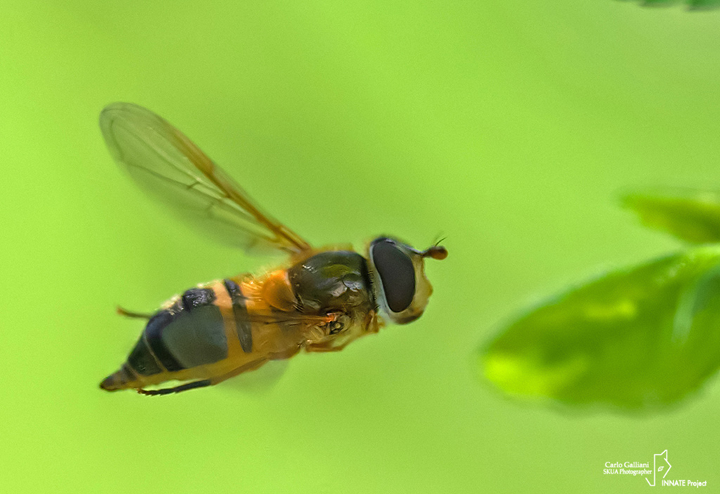 Syrphidae: Epistrophe eligans, femmina