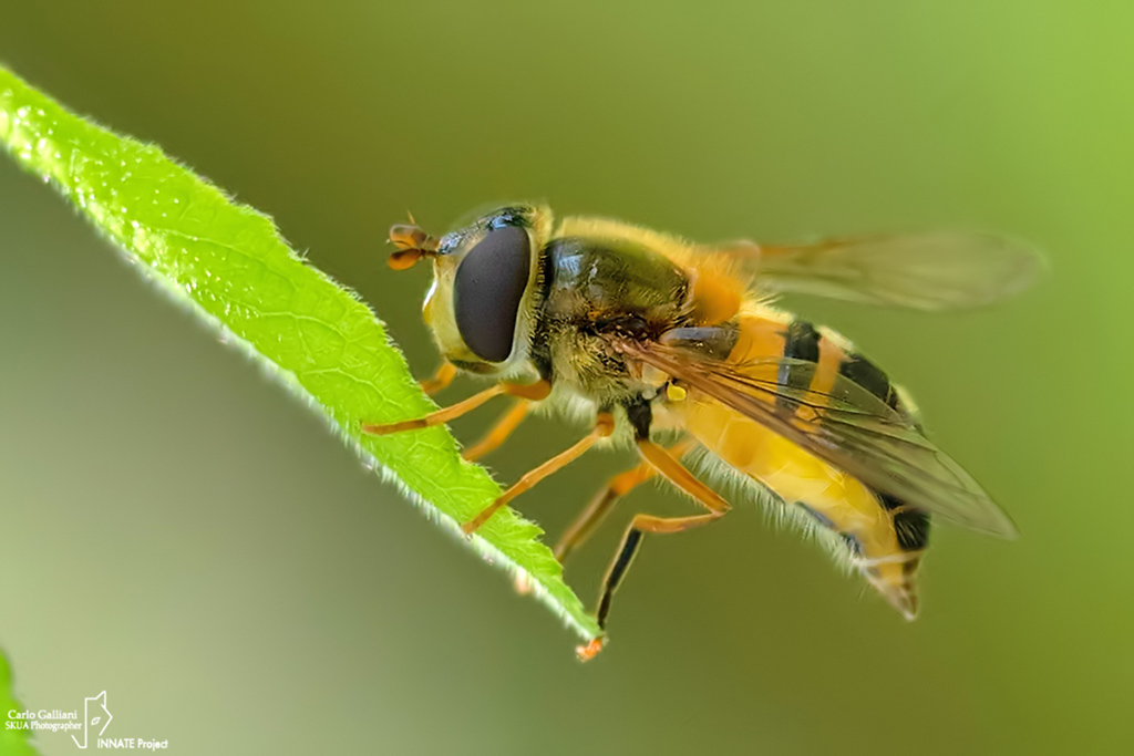 Syrphidae: Epistrophe eligans, femmina