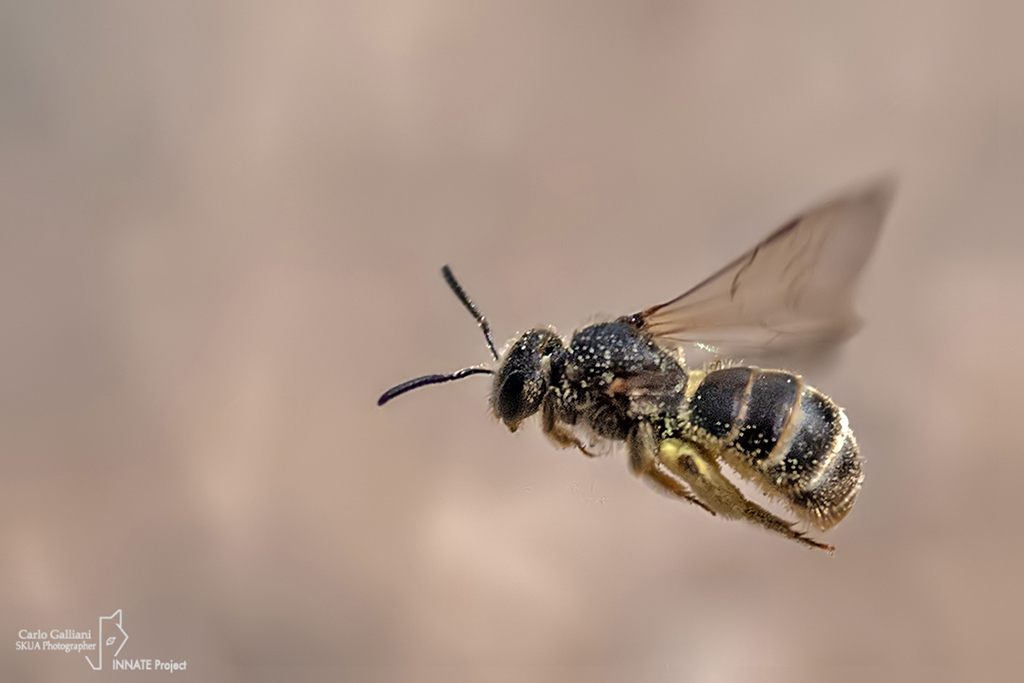 Halictus sp. ????