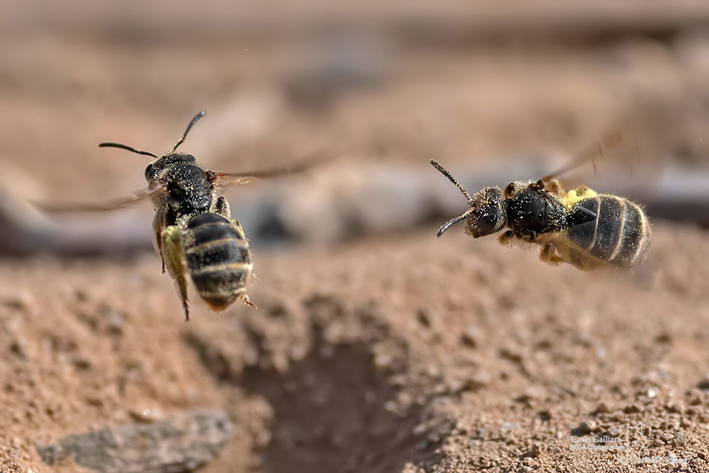 Halictus sp. ????