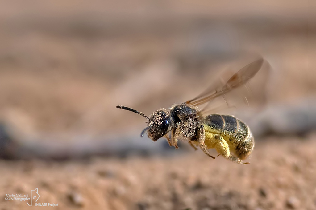 Halictus sp. ????