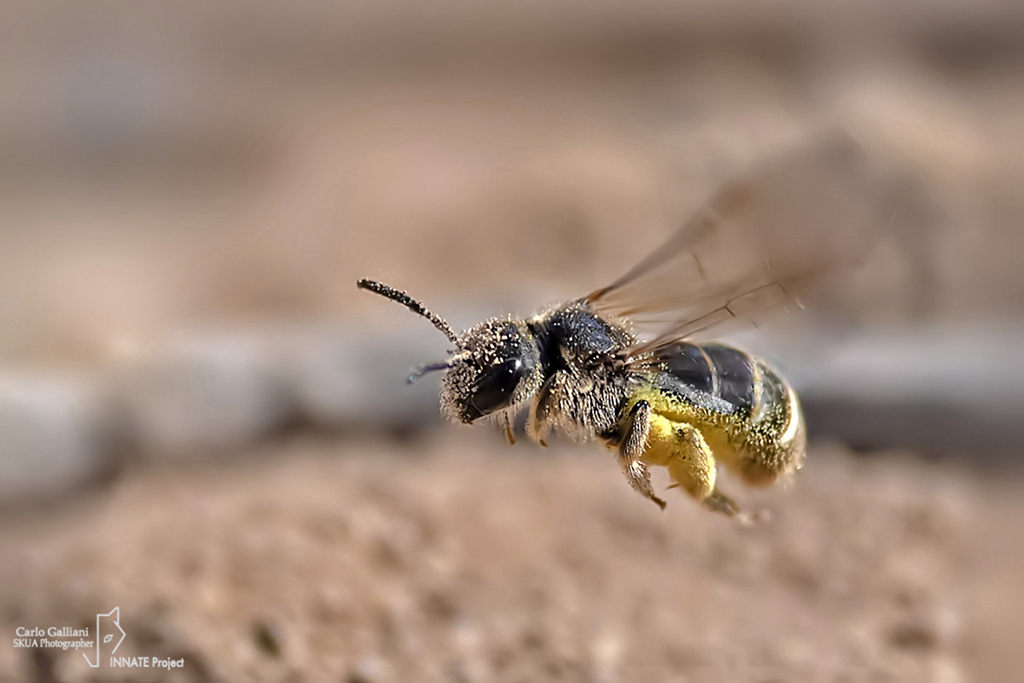 Halictus sp. ????