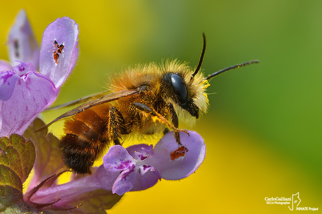 Osmia bicornis