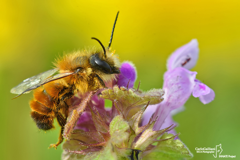 Osmia bicornis