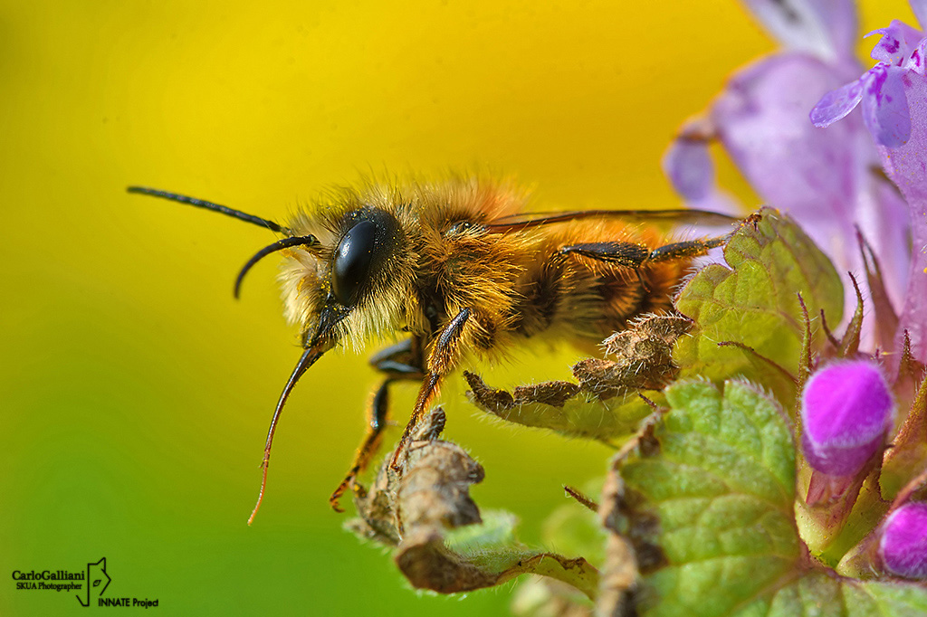 Osmia bicornis