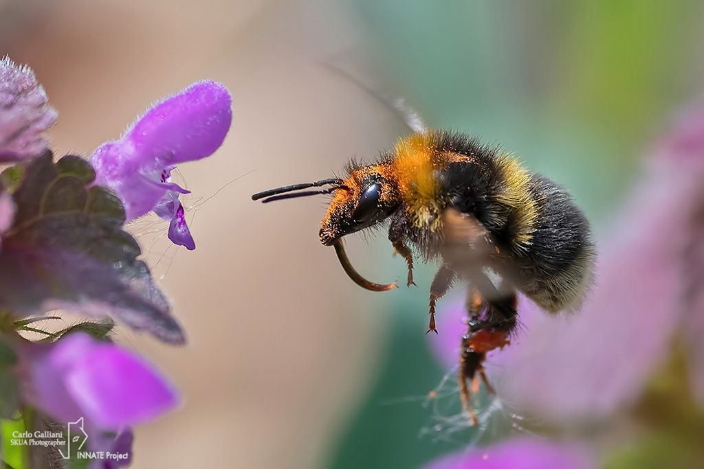Bombus hortorum