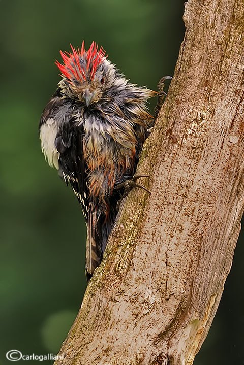 Dall'' Hortobagy - Picchio rosso mezzano