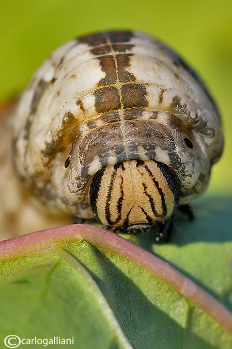 Identificazione grosso bruco - Acherontia atropos