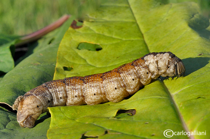 Identificazione grosso bruco - Acherontia atropos