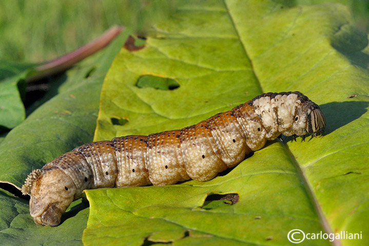 Identificazione grosso bruco - Acherontia atropos