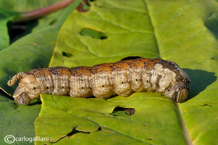 Identificazione grosso bruco - Acherontia atropos