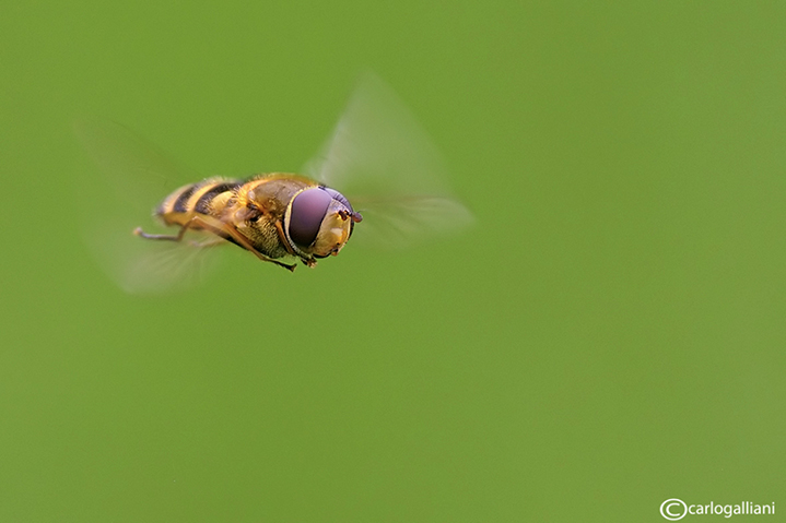 Insetti in volo 2013