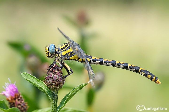 Onychogomphus uncatus