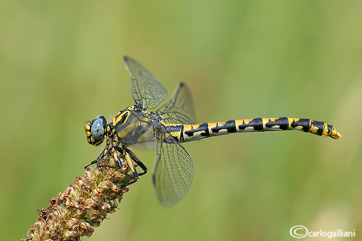 Onychogomphus uncatus