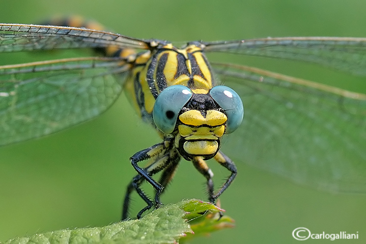 Onychogomphus uncatus