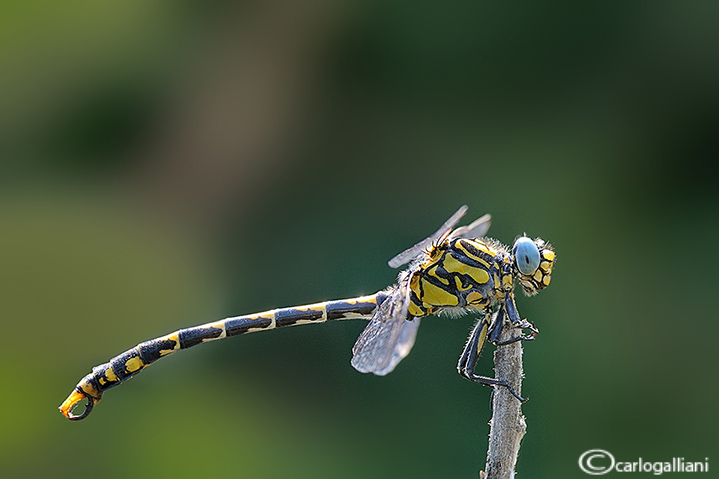 Onychogomphus uncatus