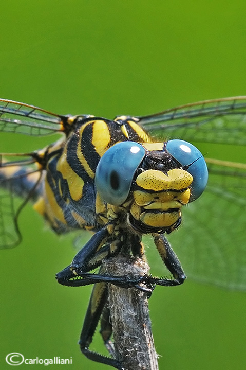 Onychogomphus uncatus