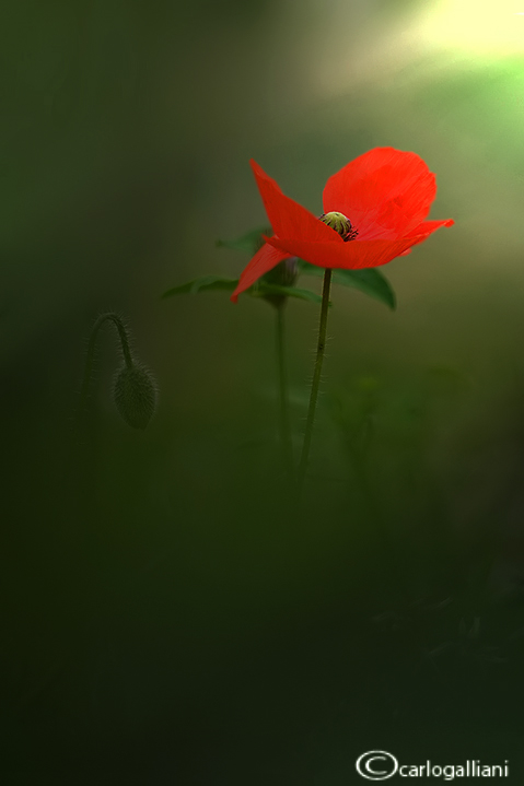 Campo di papaveri e fiordalisi