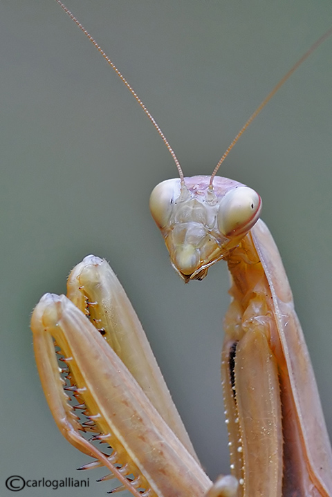 Le nostre emozioni nelle facce degli insetti