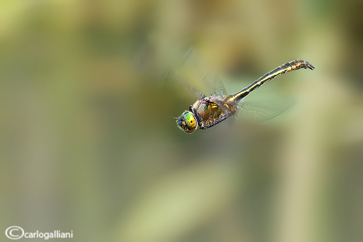 Insetti in volo 2013
