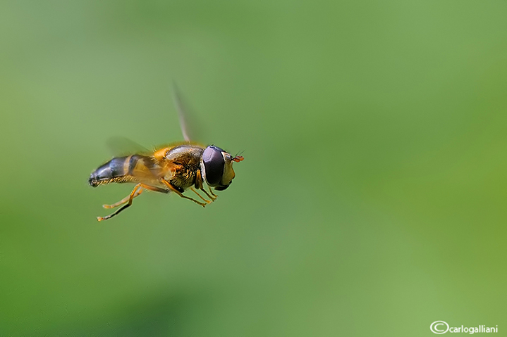 Insetti in volo 2013