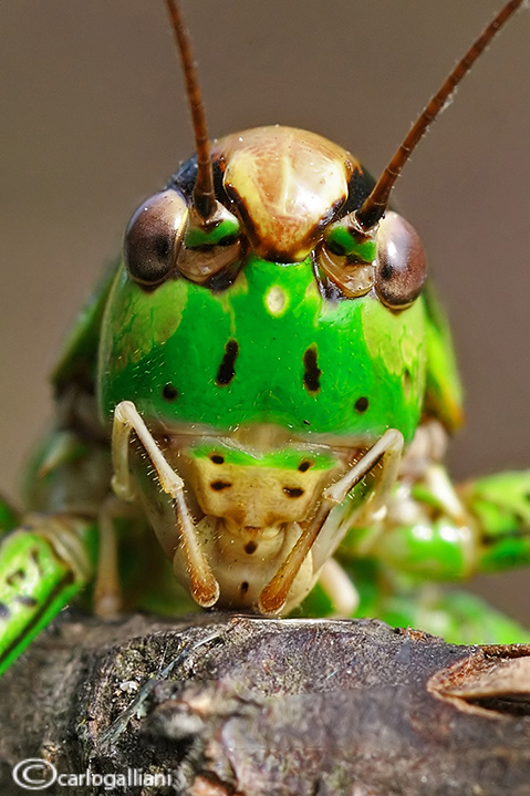 Le nostre emozioni nelle facce degli insetti