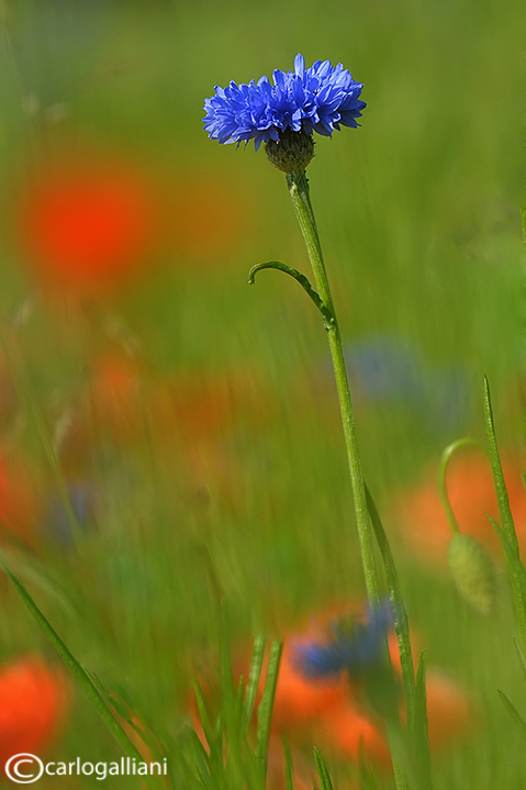 Campo di papaveri e fiordalisi