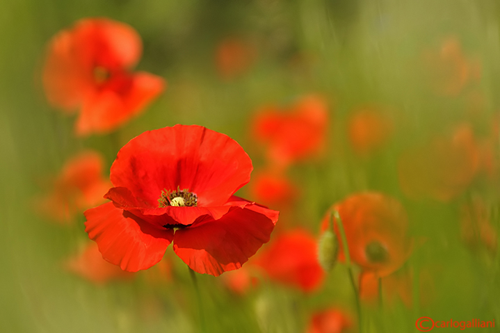 Campo di papaveri e fiordalisi