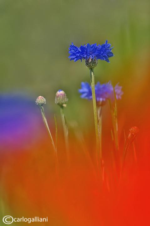 Campo di papaveri e fiordalisi