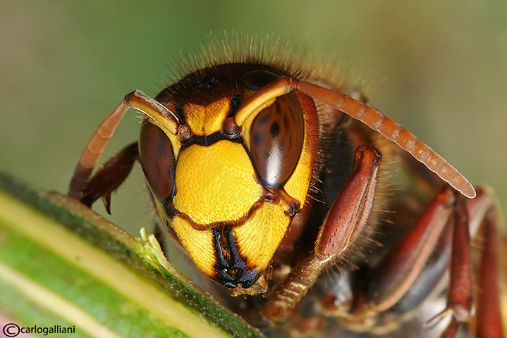 Le nostre emozioni nelle facce degli insetti