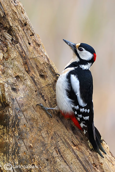 Picchio rosso maggiore