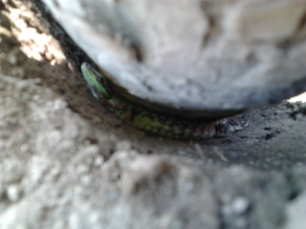IDlucertola