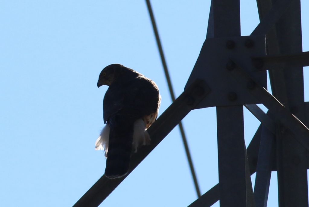 Identificazione:  Astore (Accipiter gentilis), juv.