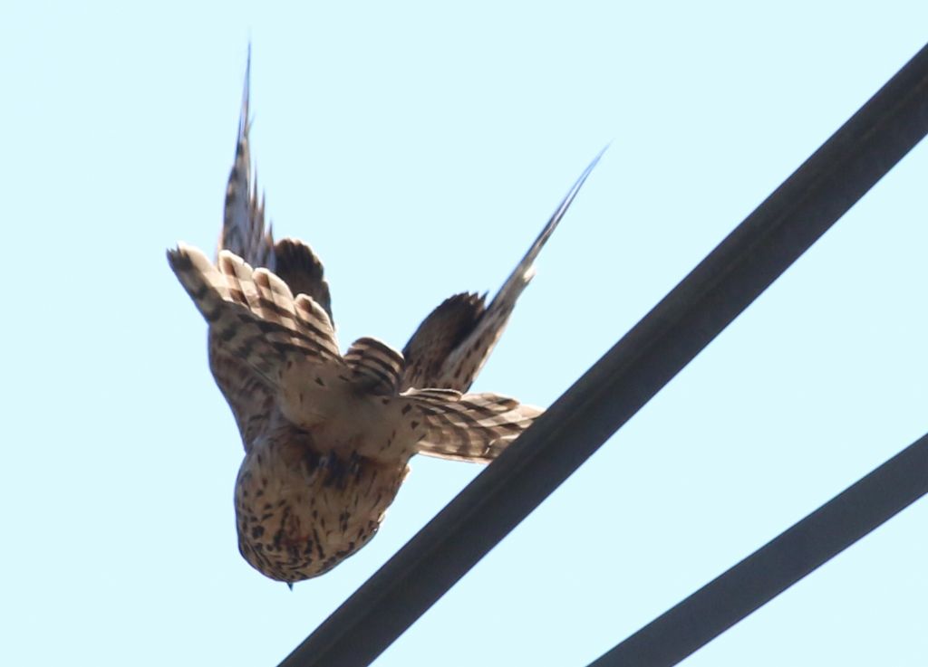 Identificazione:  Astore (Accipiter gentilis), juv.