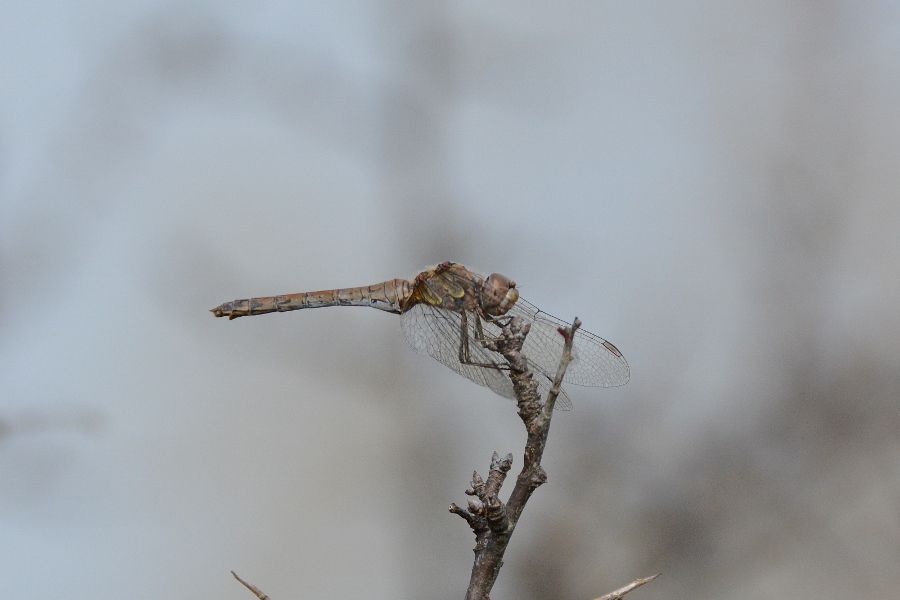 Libellulidae:Sympetrum striolatum, femmina