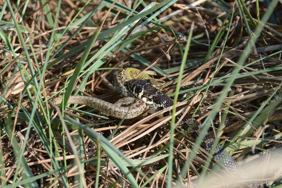 giovane Biacco (Hierophis viridiflavus)