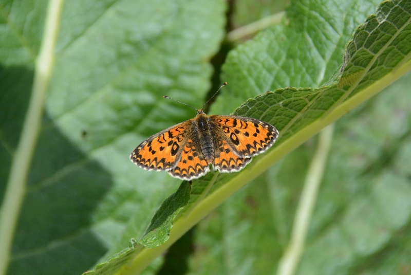 Melitaea  trivia ?  S !