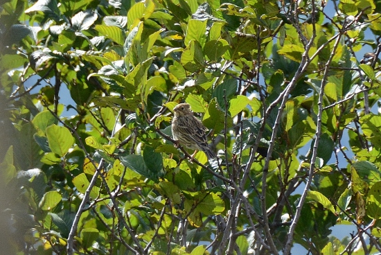 Strillozzo?... probabile giovane Zigolo giallo (Emberiza citrinella)