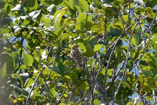 Strillozzo?... probabile giovane Zigolo giallo (Emberiza citrinella)