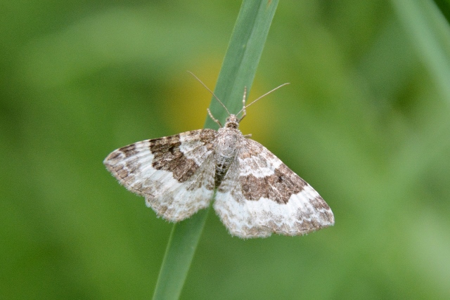 Epirrhoe alternata ?