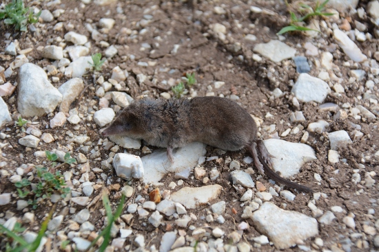 Sorex sp.  (S. antinorii o S. samniticus)