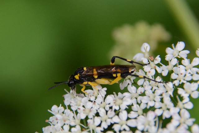 Tenthredinidae: Macrophya montana, femmina
