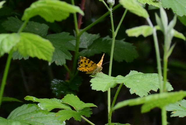 Pseudopanthera macularia (Geometridae)