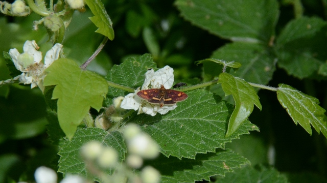 Falena piccolissima:   Pyrausta porphyralis - Crambidae