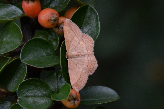 Falena da identificare: Scopula rubiginata - Geometridae